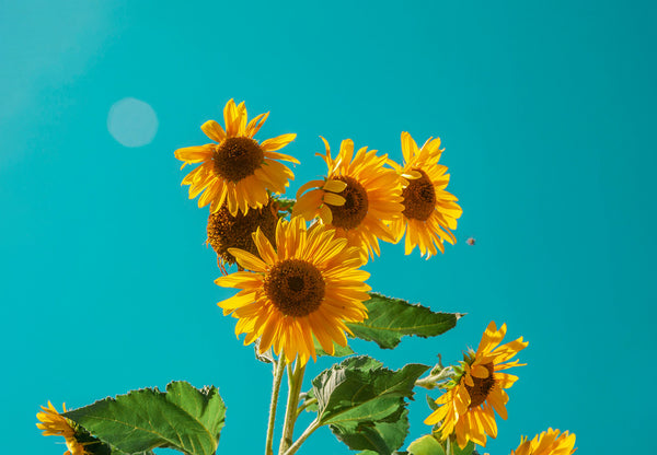 🌻 Deliberately Having A Good Day: The Art Of The Moment